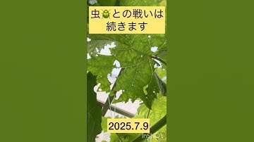 【葡萄】虫との戦いは続きます2025.7.9#果樹園 #ショート #ぶどう栽培 #fruit #シャインマスカット #昆虫撮影