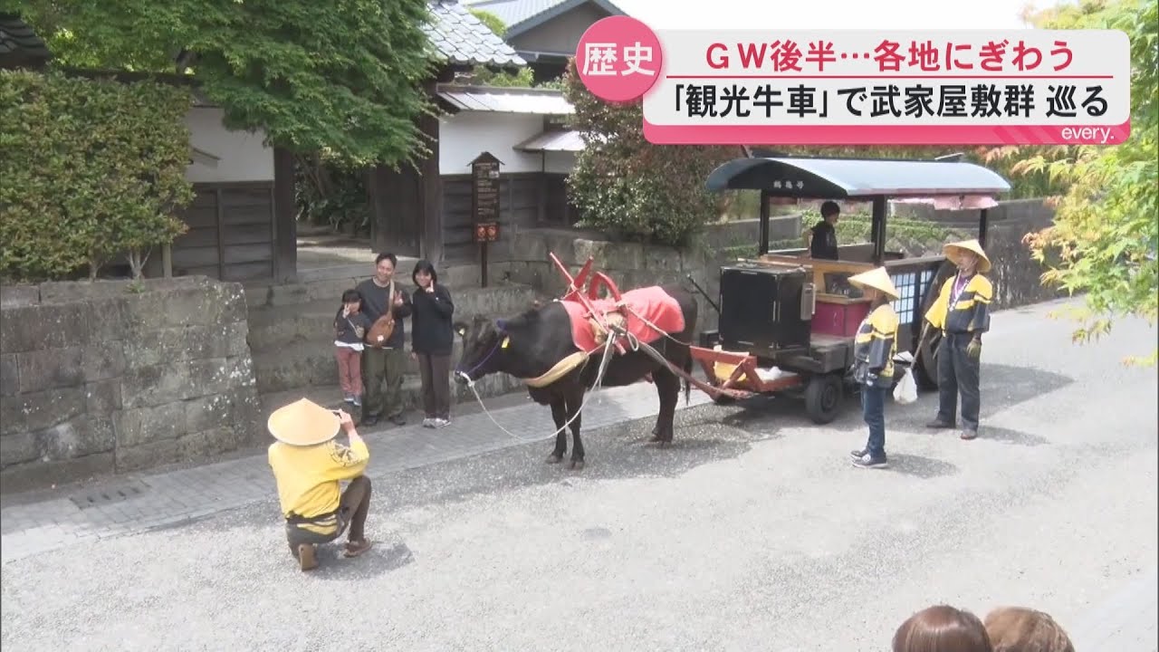 GW後半の表情 日本で唯一！黒毛和牛がひく「観光牛車」出水麓武家屋敷