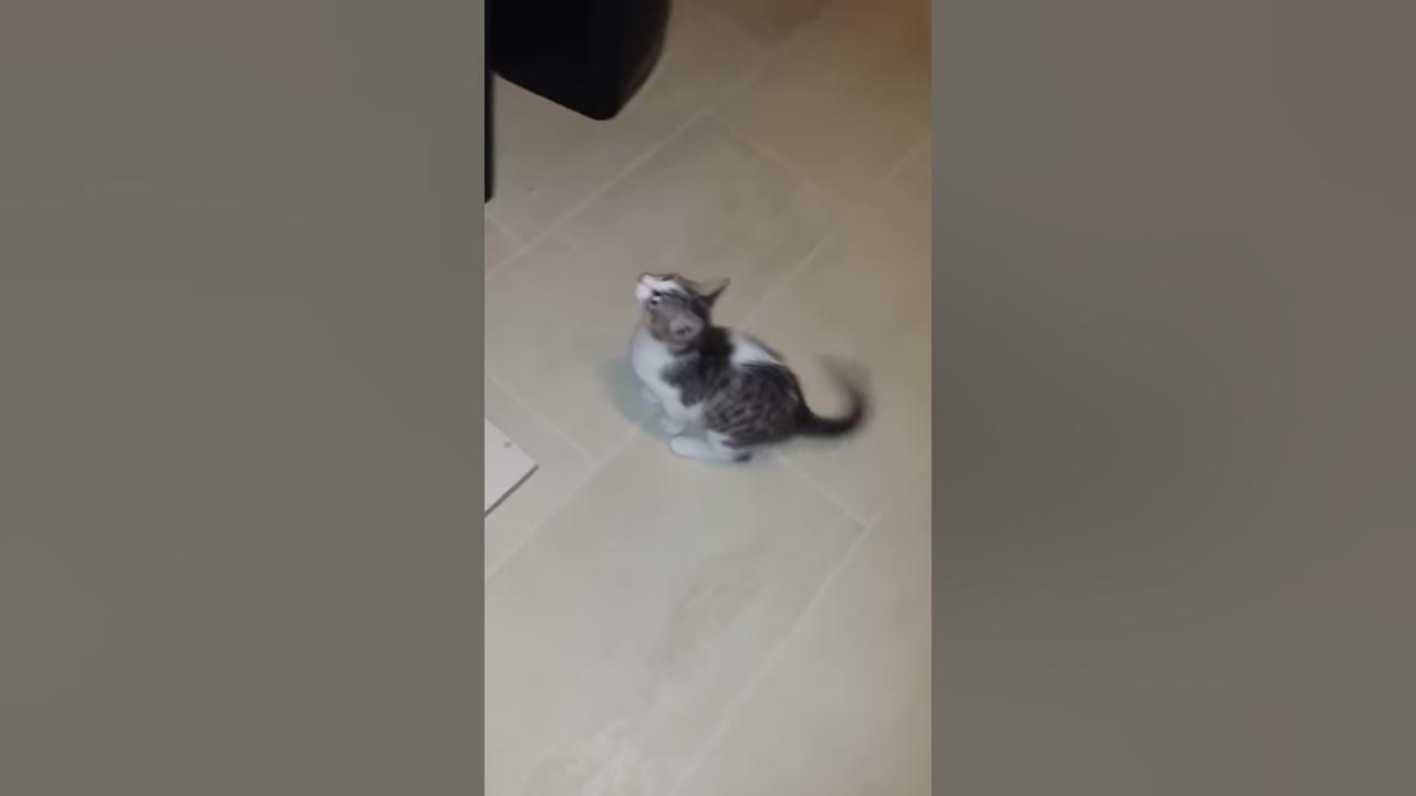 Kater jagt motte YouTube