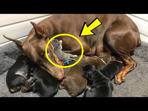 Video: Tento Orphaned Puppy Was Adopted Do A Vrh Na Mačiatka A On Fits Právo V!