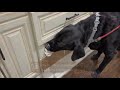 Stop Dog Destroying Walls Fix Baseboard Chewing Fast