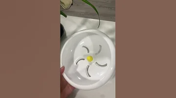 Колесо для хомяка 🤍