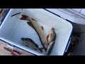 Троллинговая рыбалка на реке Лозьва / Июль 2020г