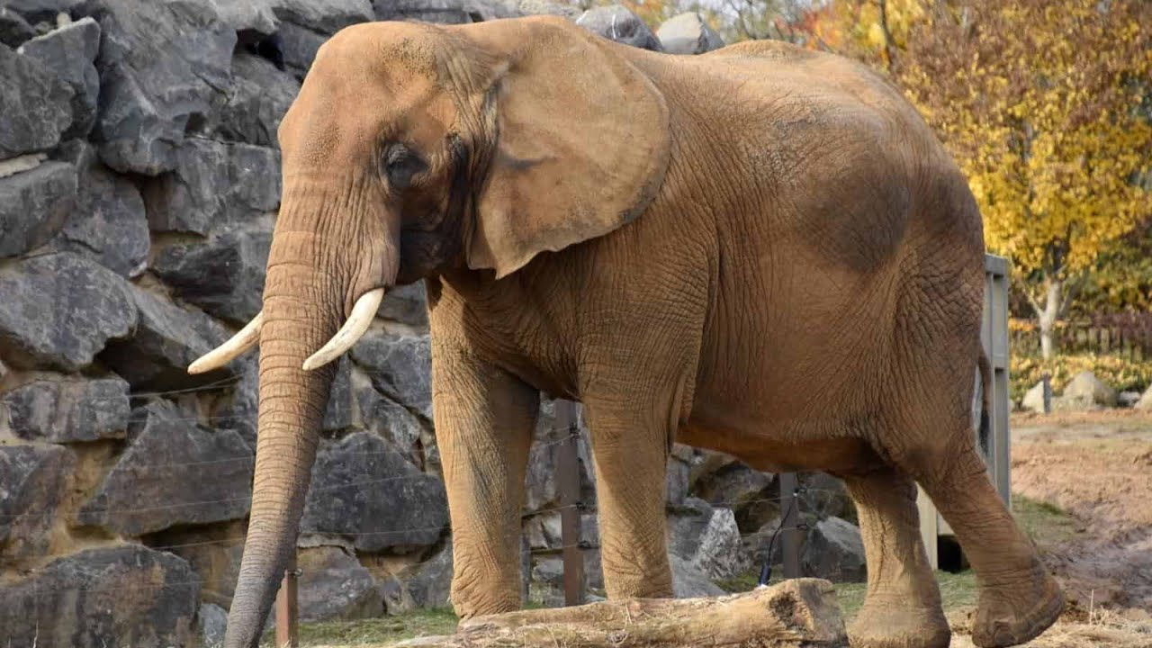 African Bush Elephant ~ African Bush Elephant Photos ~ The Beauty of African Bush Elephant