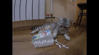Игры с Котенком 😻 Реакция Кошки на Ушные Палочки 🐱 Забавный Котенок Kitten Cat Игры с Котенком 😻 Реакция Кошки на Ушные Палочки 🐱 Забавный Котенок Kitten Cat