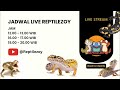 LIVE REPTILEZOY | Jual Leopard Gecko & Katak Dumpy🤩