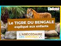 A la dcouverte du tigre du bengale  labcdaire des animaux