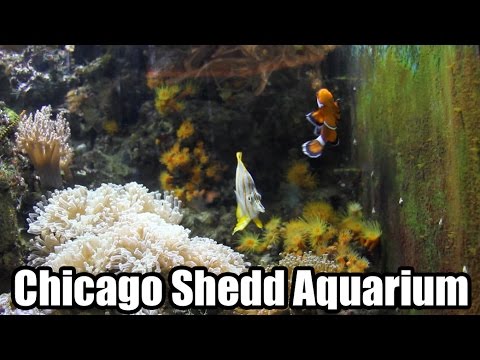 Video: Führer zum Shedd Aquarium in Chicago