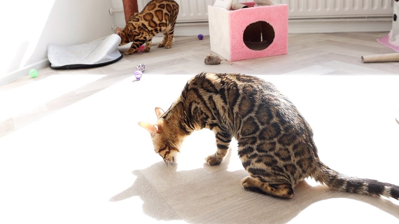 Our Bengal Cats Sniffing and still smell Divine's Scent YouTube