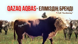 видео: «Племзавод Калбатау» РЕКОРДСМЕН БҰҚАЛАР ШЫҚҚАН “ҚАЛБАТАУ” АСЫЛ ТҰҚЫМДЫ МАЛ ЗАУЫТЫ. картинка: «Племзавод Калбатау» РЕКОРДСМЕН БҰҚАЛАР ШЫҚҚАН “ҚАЛБАТАУ” АСЫЛ ТҰҚЫМДЫ МАЛ ЗАУЫТЫ.