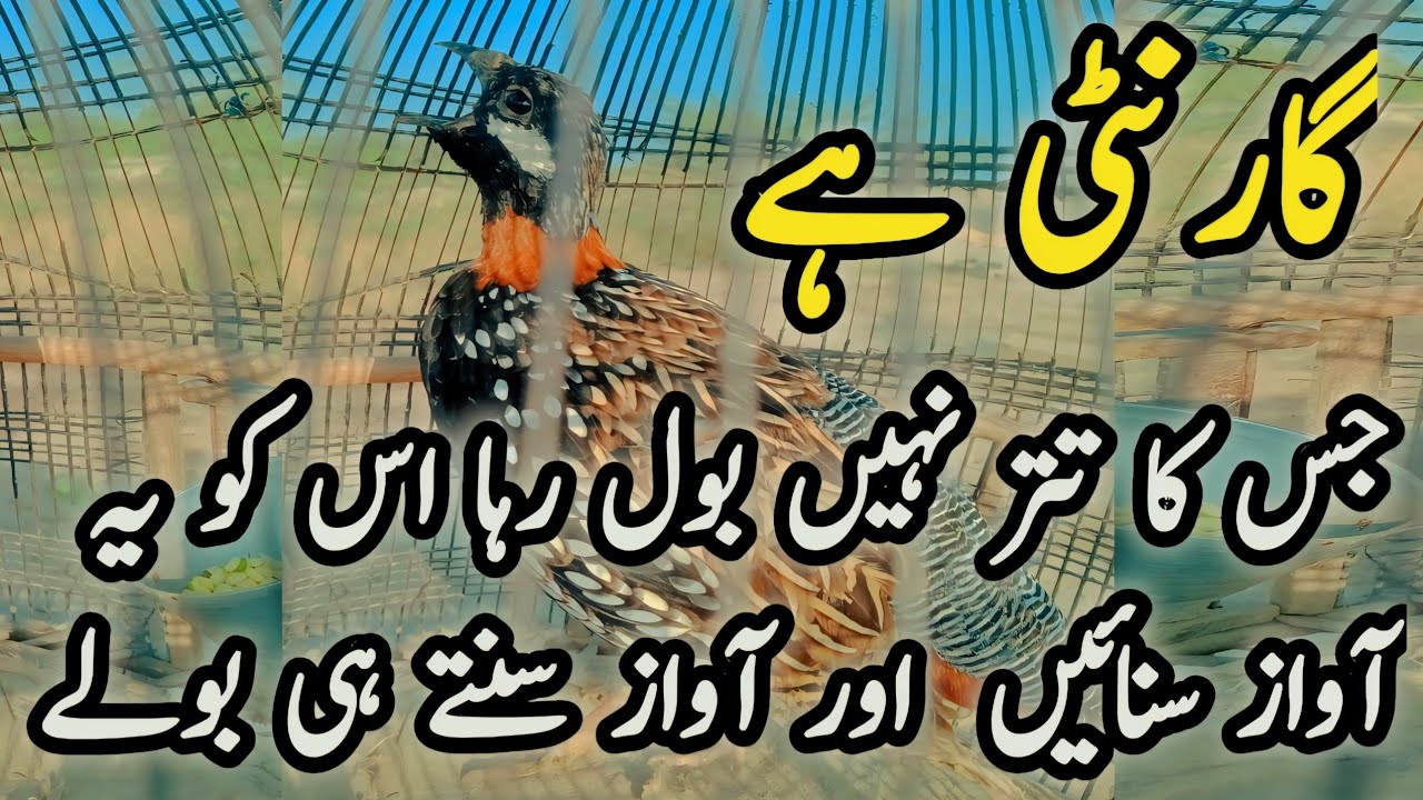 black teetar video/kala tetar awaz /kale teetar ki awaaz/black teetar Ki vedeo/kale teetar ki boli