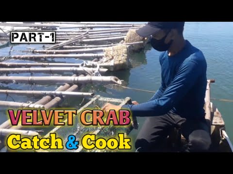EP3 Part-1 Paghuli ng Kalintugas ( Velvet Crab ) Using Panggal ( Fish ...