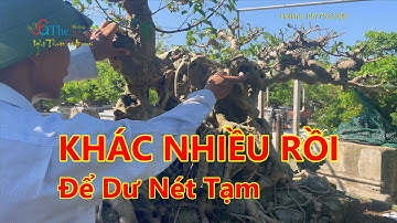Chuyển cổ ngọn văng cực xa và cách hóa giải nét cốt thân chủ cây tán tầng dữ liệu gốc rất tệ