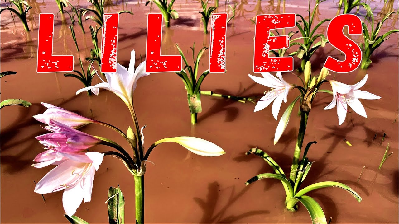 Short video of blooming lilies fields near Maltahohe, Namibia, southern