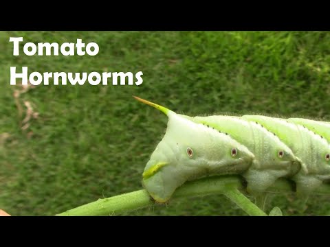 Hornworm Damage on Tomatoes and What They Turn Into - Their Adult Form