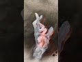【五条悟】領域展開の手に隠された文字【呪術廻戦】
