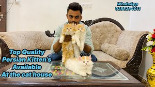 High Quality Persian Kittens Available | Triple Coat Persian Cat | Top Quality Persian Cat | #cat by The Cat house  3,417 views 6 months ago 3 minutes, 32 seconds