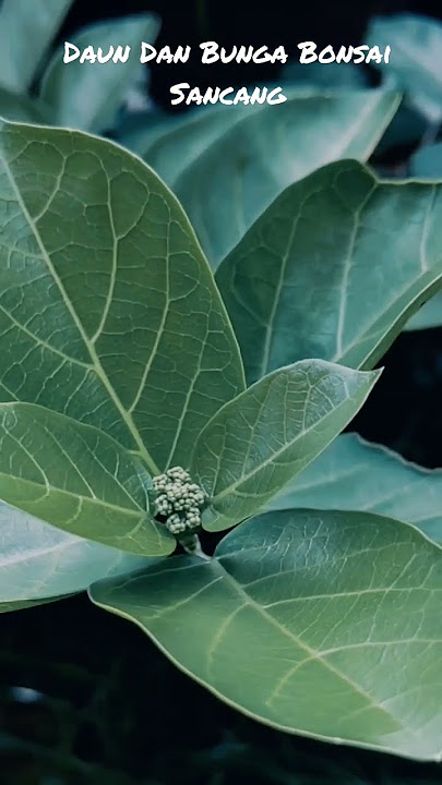 Daun Dan Bunga Pohon Sancang