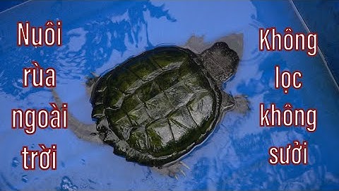 kinh nghiệm nuôi rùa ngoài trời