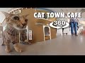 Cat Town Cafe (360° 4K VR)