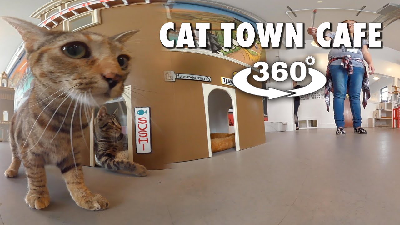 Cat Town Cafe (360° 4K VR)