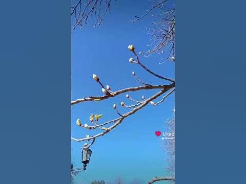 Дикий каштан -почки набухли,листочки роспускаются - YouTube