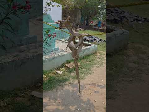 Indian Spectacle Cobra Snake ki Jodi #shortsvideo #youtubeshorts #trending