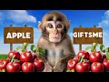 Mowgli ko Diye Apple gift 😅￼