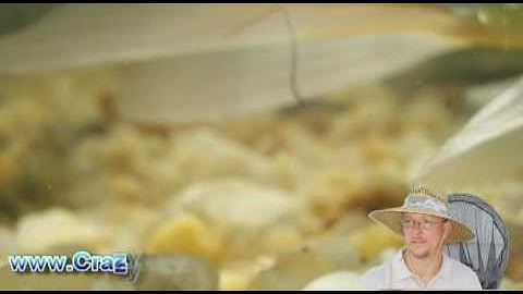 Bog Filter -  Pond Filter - How a bog filter works