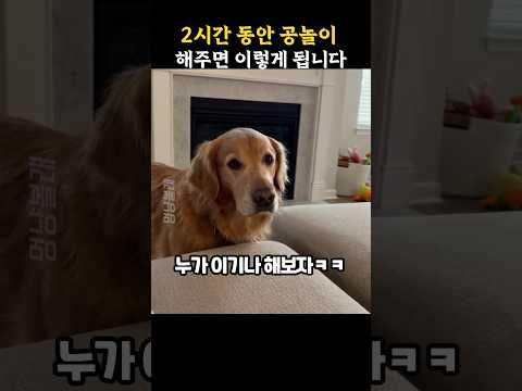 공놀이 2시간 동안 원없이 해줬더니 강아지 반응 thumbnail