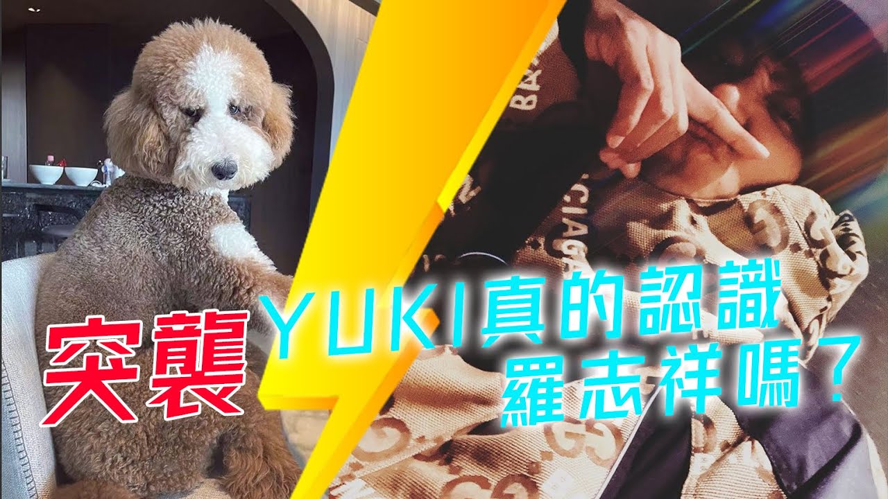 SHOW TV｜楊琳突襲！羅志祥分享與Yuki的故事，實測Yuki真的認識羅志祥嗎？