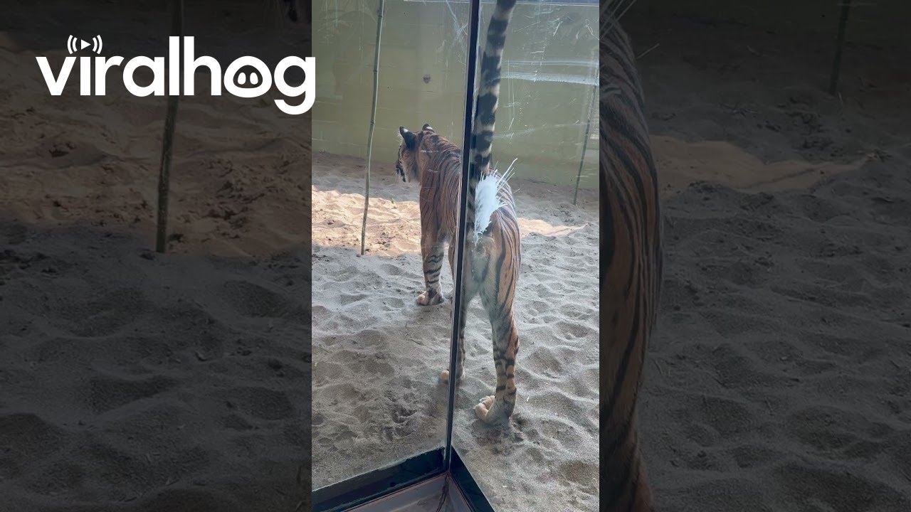 Суматранский тигр опрыскивает новый вольер || ViralHog