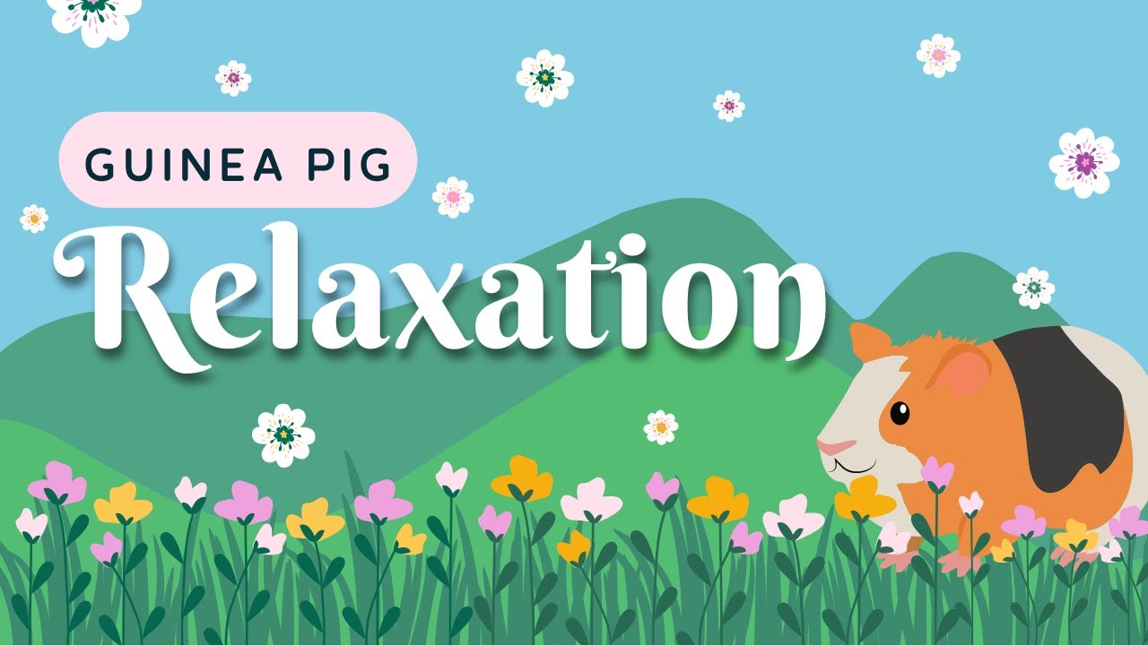 Guinea Pig in the Garden: A Relaxing Video for Pets💤 Guinea Pig in the Garden: A Relaxing Video for Pets💤