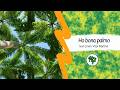 "Dona Palmeira" (Ivan Lins) en Esperanto