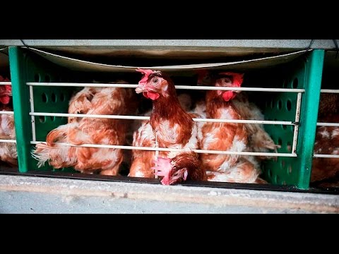 Investigazione nell’industria delle uova in Brasile