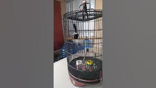murai balak 4 fighter