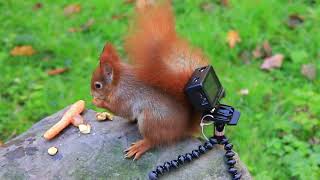 Blocking The Action Cam