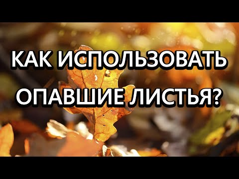 Опавшие листья станут дефицитом, когда все узнают что с ними можно делать!