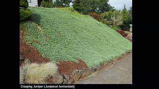Ground Covers of Every Size for Non-irrigated Landscapes with OSU Master Gardeners 2024