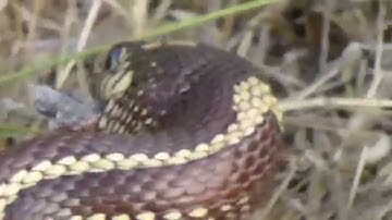 Gopher snake swallows bird - 2 of 3