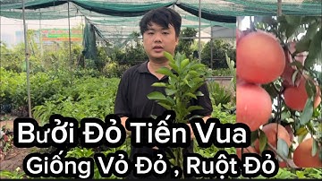 Bưởi Đỏ Tiến Vua Vỏ Đỏ( Ruột Đỏ ) - Giống Bưởi Đỏ Đẹp , Ngon, May Mắn Tài Lộc