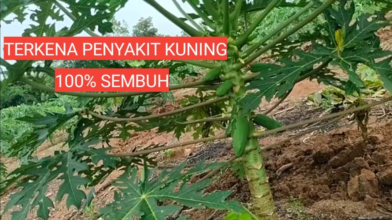 TERKENA PENYAKIT KUNING/ LAYU FUSARIUM 100% SEMBUH