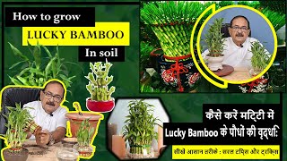 From Water to Soil: How to Grow Lucky Bamboo in Soil I Transform Your Lucky Bamboo's Growth