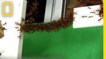 See How Ants Build Bridges in Mid-Air With Just Their Bodies | National Geographic
