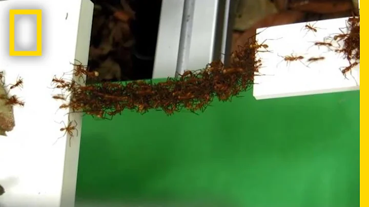 See How Ants Build Bridges in Mid-Air With Just Their Bodies | National Geographic