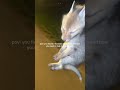 A small gesture can shape the entire lives of these little ones#animals #hope #helpanimals #foryou