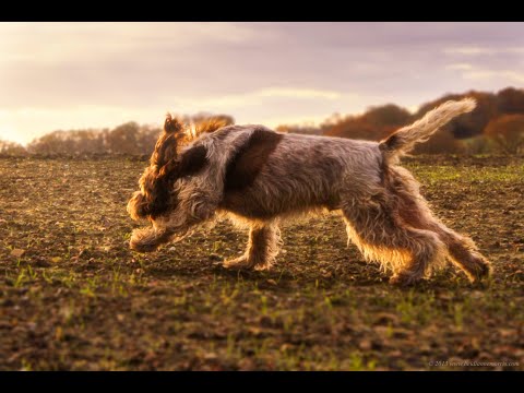 וִידֵאוֹ: Spinone Italiano כלב גזע היפואלרגני, בריאות ואורך חיים