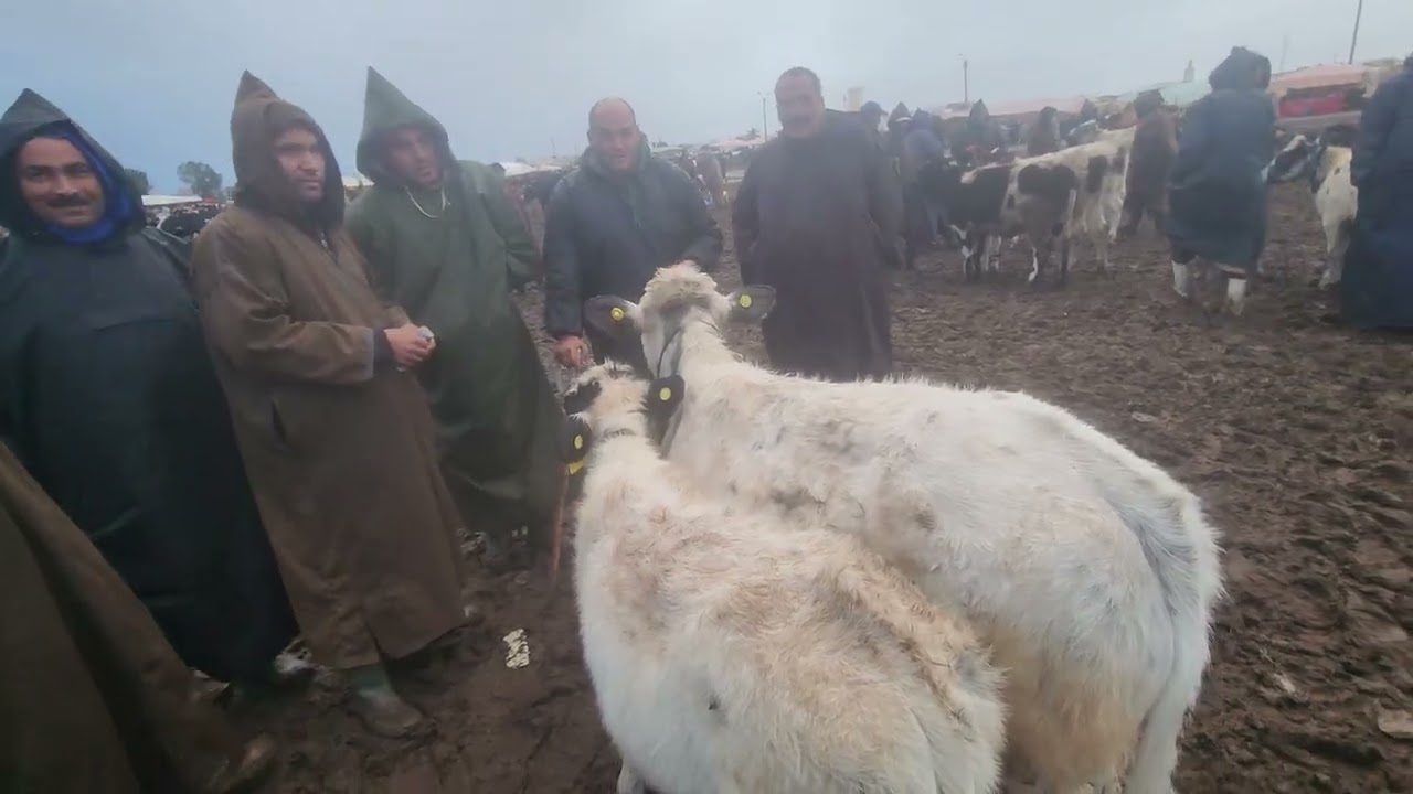 مباشراة من سوق الثلاثاء سيدي بنور. 16.12.2025