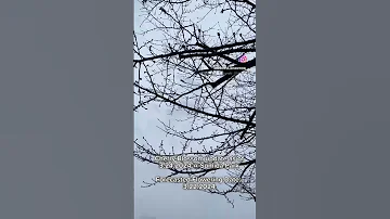 Cherry Blossom Update As Of 3 24 2024 Sumida Park Tokyo 