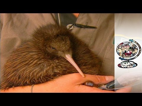 Saving the Kiwis - New Zealand